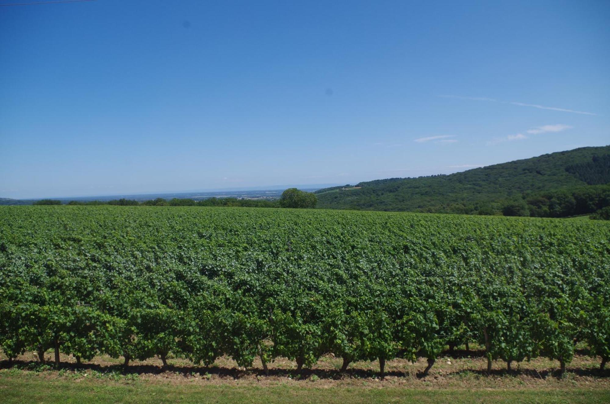 Domaine Joseph Lafarge Wine Resort Winemaker House La Maison Du Negociant Lugny ภายนอก รูปภาพ