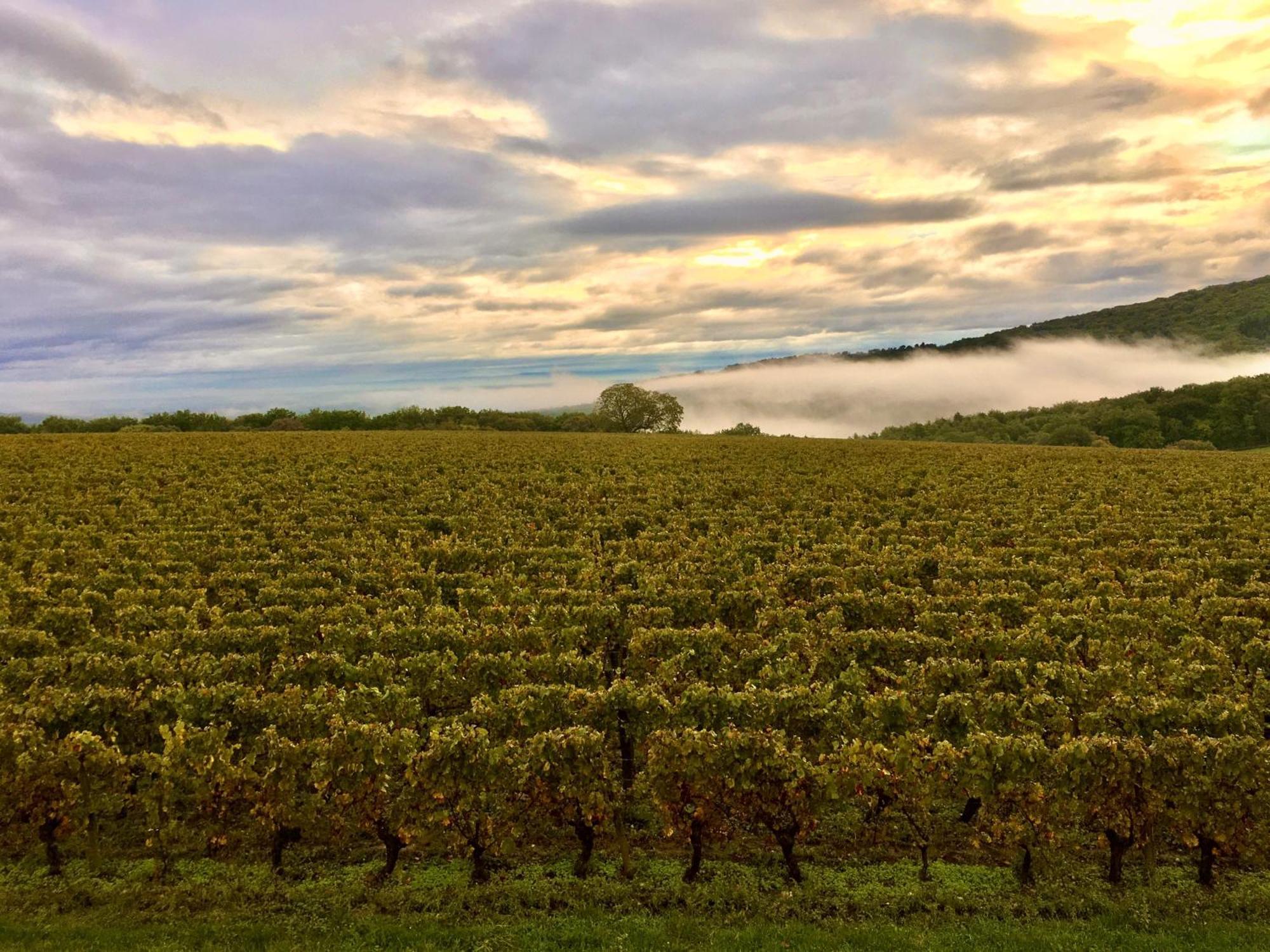 Domaine Joseph Lafarge Wine Resort Winemaker House La Maison Du Negociant Lugny ภายนอก รูปภาพ